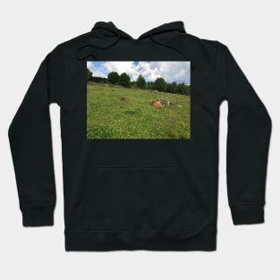 Scottish Highland Cattle Calves 1449 Hoodie